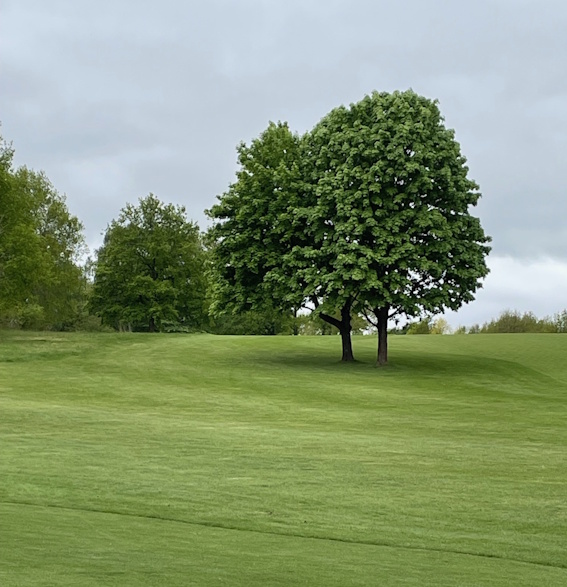 * De står der på deres post som to skildvagter og holder øje med ikke at blive ramt af alle de skæverter, der kommer fra tee 8. De to smukke og harmoniske træer er Storbladet lind, Tilia platyphyllos *